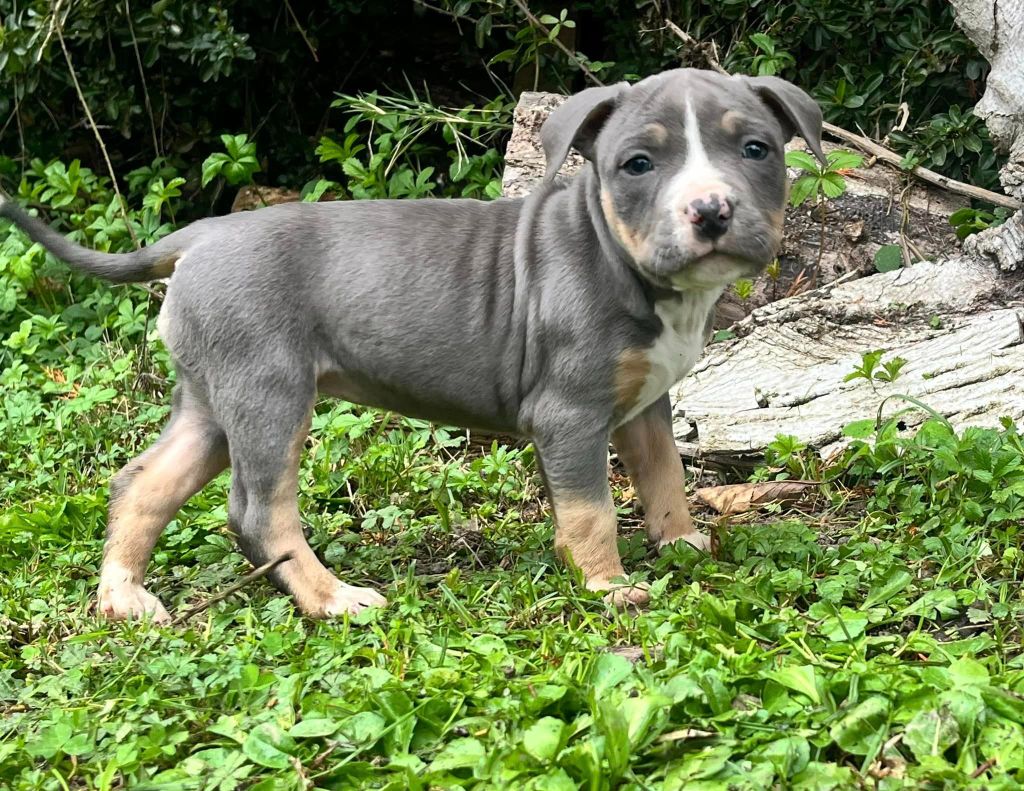 de la Taverne d'Ox - Chiot disponible  - American Staffordshire Terrier