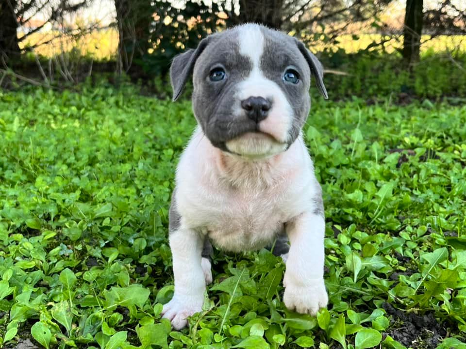 de la Taverne d'Ox - Chiot disponible  - American Staffordshire Terrier