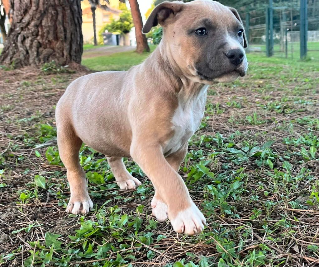 de la Taverne d'Ox - Chiot disponible  - American Staffordshire Terrier