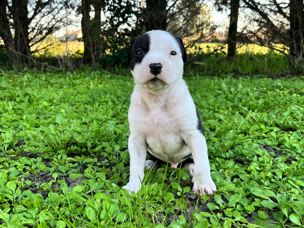 de la Taverne d'Ox - Chiot disponible  - American Staffordshire Terrier