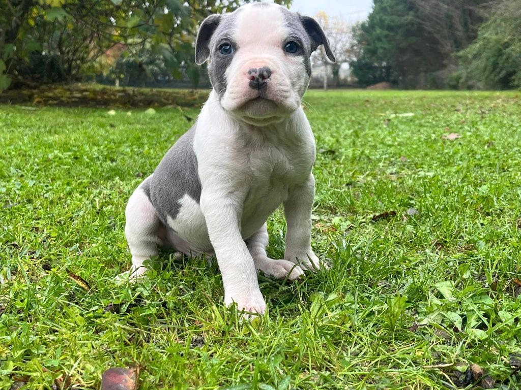 de la Taverne d'Ox - Chiot disponible  - American Staffordshire Terrier