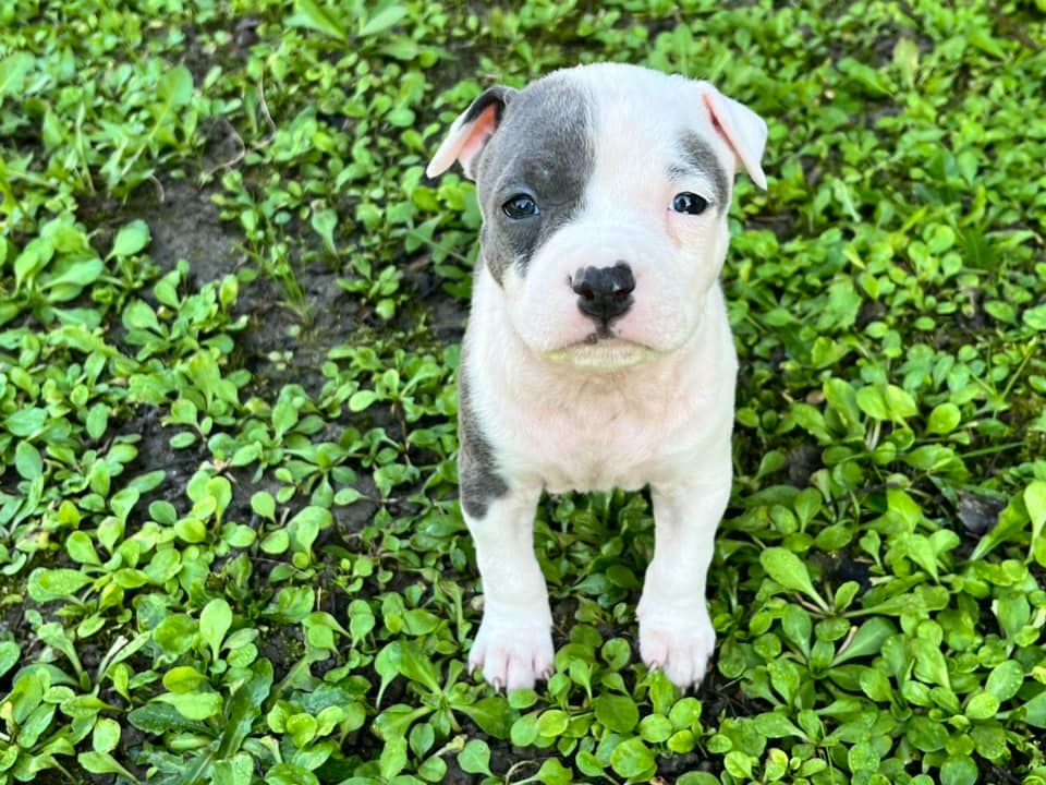 de la Taverne d'Ox - Chiot disponible  - American Staffordshire Terrier