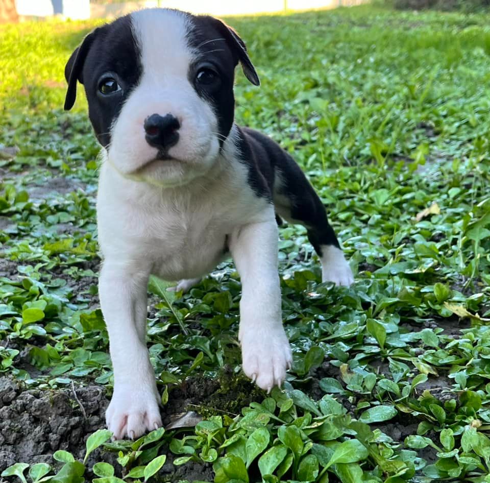 de la Taverne d'Ox - Chiot disponible  - American Staffordshire Terrier