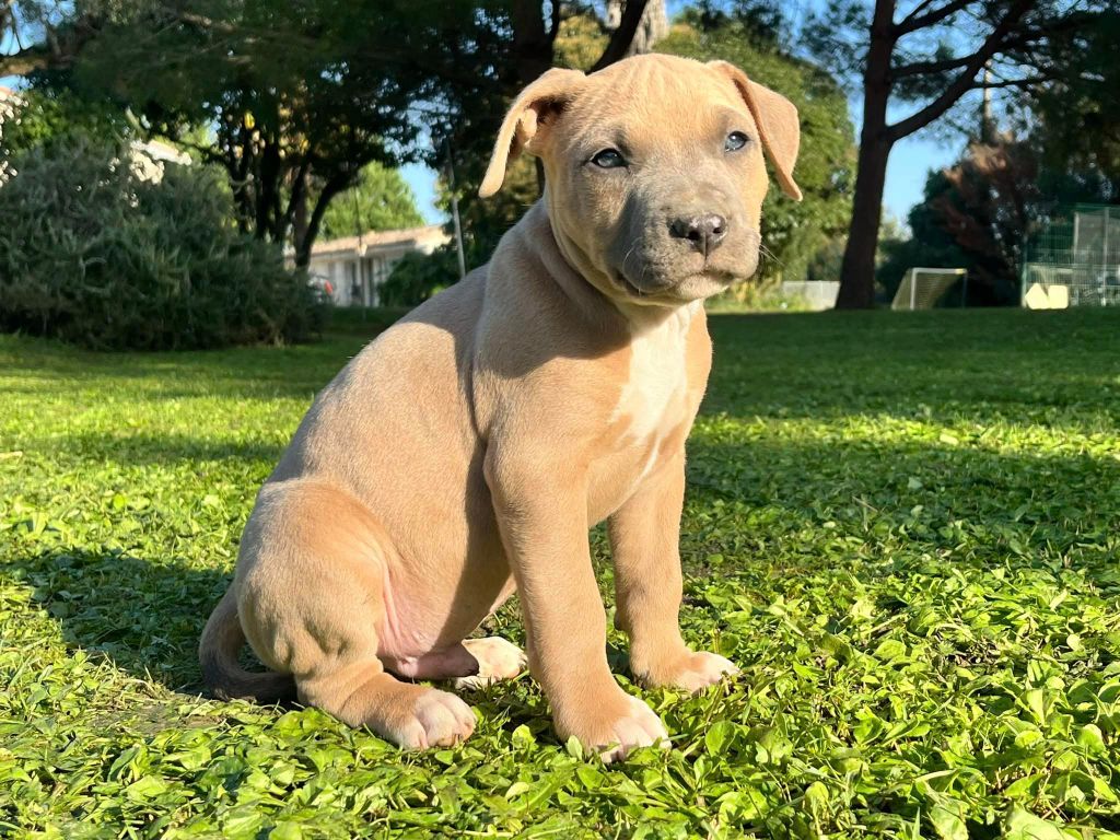 de la Taverne d'Ox - Chiot disponible  - American Staffordshire Terrier