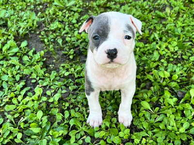 de la Taverne d'Ox - American Staffordshire Terrier - Portée née le 11/10/2024