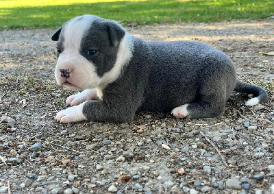 de la Taverne d'Ox - American Staffordshire Terrier - Portée née le 17/06/2024