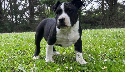 de la Taverne d'Ox - American Staffordshire Terrier - Portée née le 17/02/2024