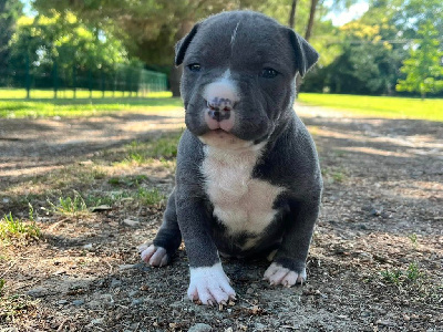 de la Taverne d'Ox - American Staffordshire Terrier - Portée née le 17/06/2024