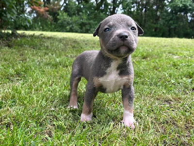 de la Taverne d'Ox - American Staffordshire Terrier - Portée née le 04/05/2024