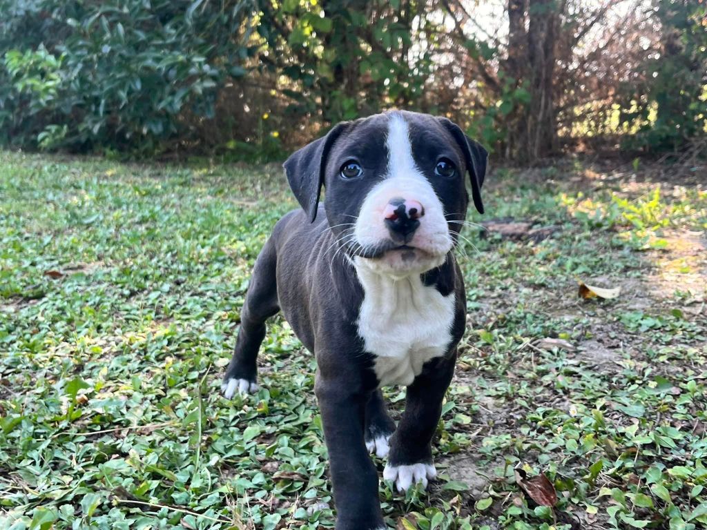 de la Taverne d'Ox - Chiot disponible  - American Staffordshire Terrier