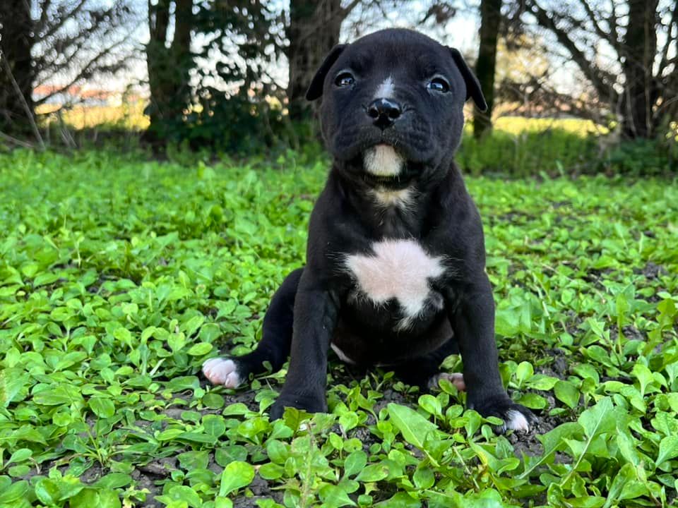 de la Taverne d'Ox - Chiot disponible  - American Staffordshire Terrier