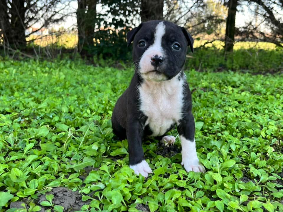 de la Taverne d'Ox - Chiot disponible  - American Staffordshire Terrier