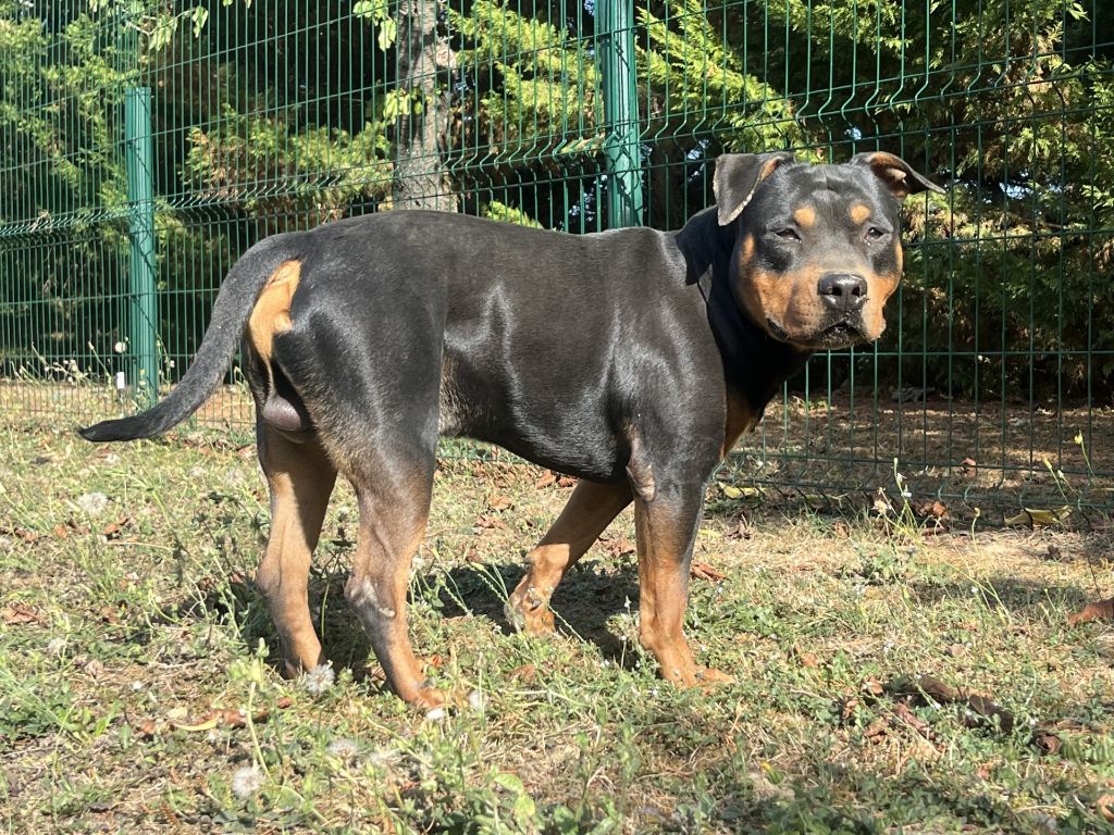 Real king tyson de la Garde Divine