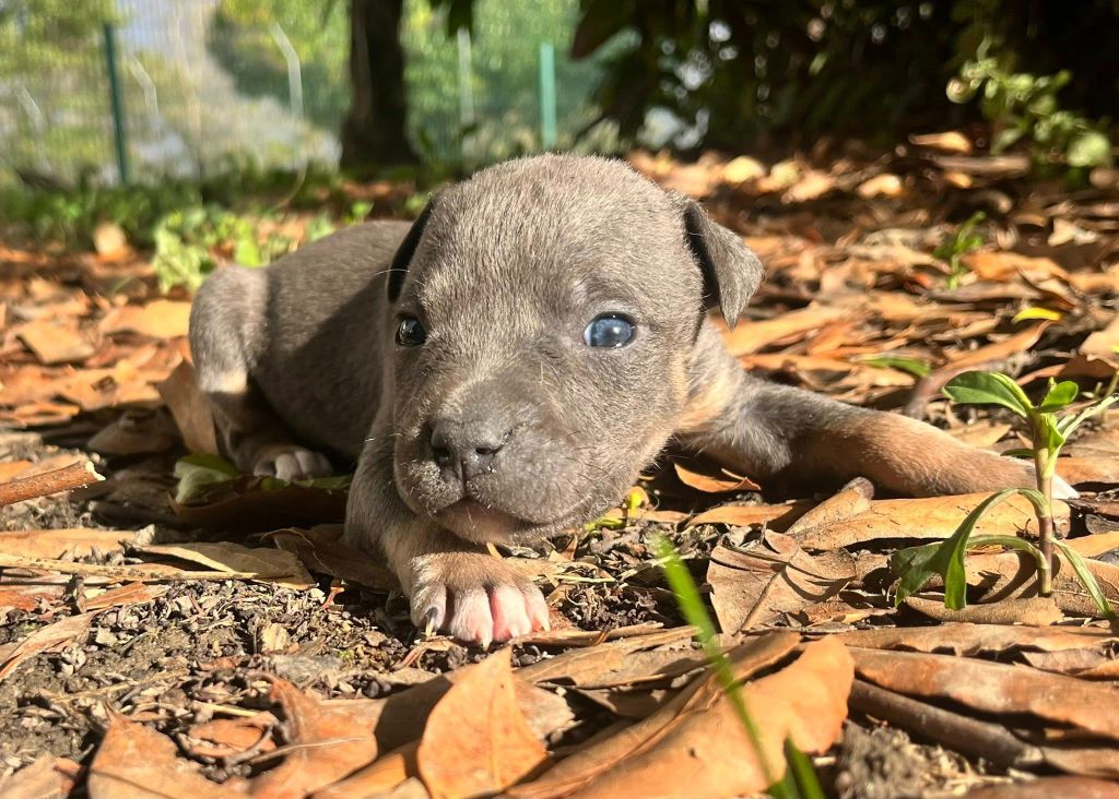 de la Taverne d'Ox - Chiots disponibles - American Staffordshire Terrier