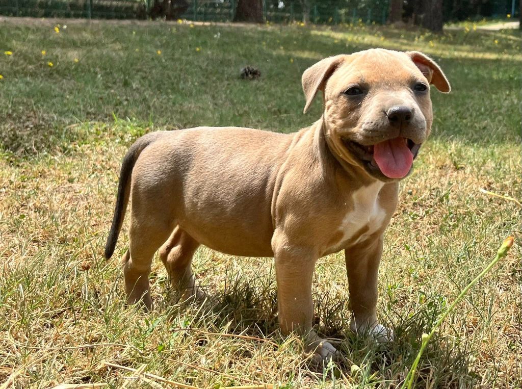 de la Taverne d'Ox - Chiots disponibles - American Staffordshire Terrier