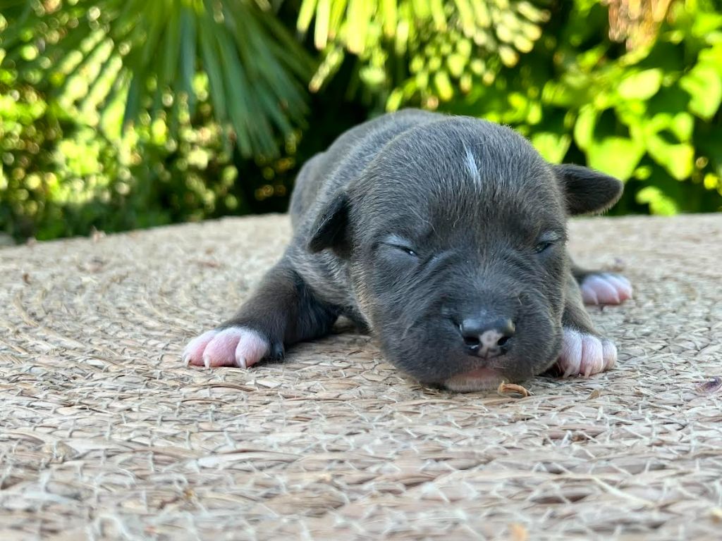 de la Taverne d'Ox - Chiots disponibles - American Staffordshire Terrier