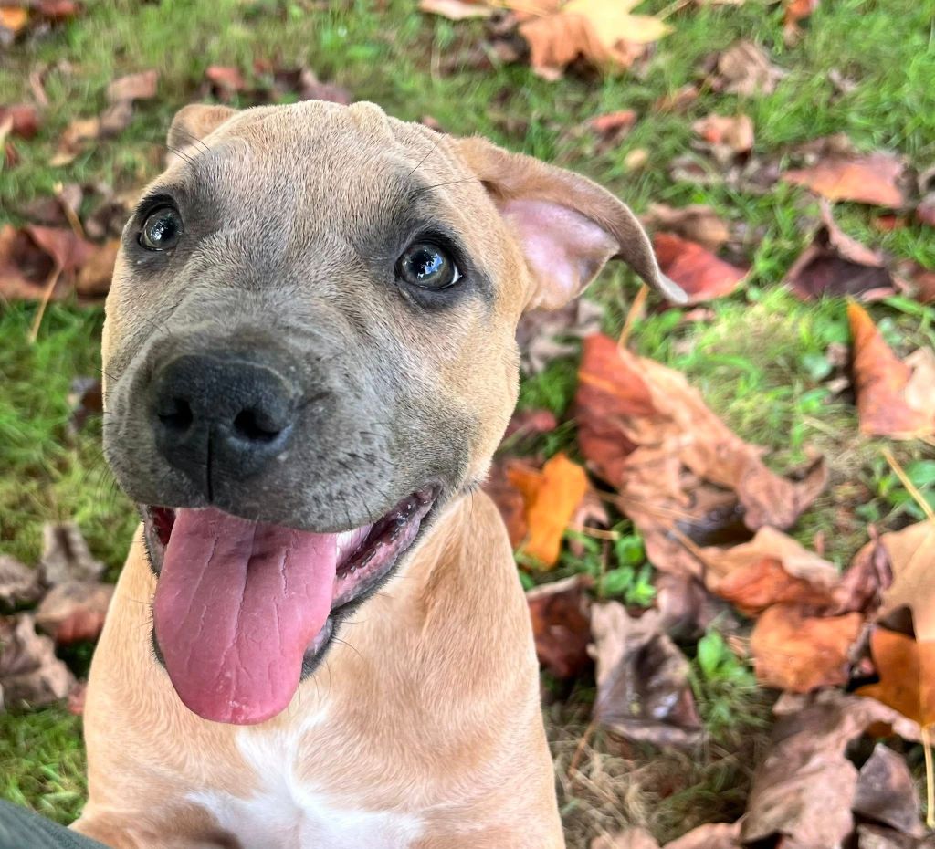 de la Taverne d'Ox - Chiots disponibles - American Staffordshire Terrier