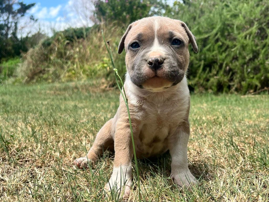 de la Taverne d'Ox - Chiots disponibles - American Staffordshire Terrier