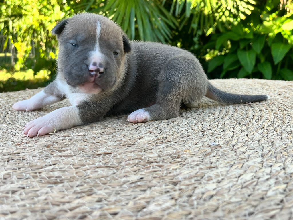 de la Taverne d'Ox - Chiots disponibles - American Staffordshire Terrier