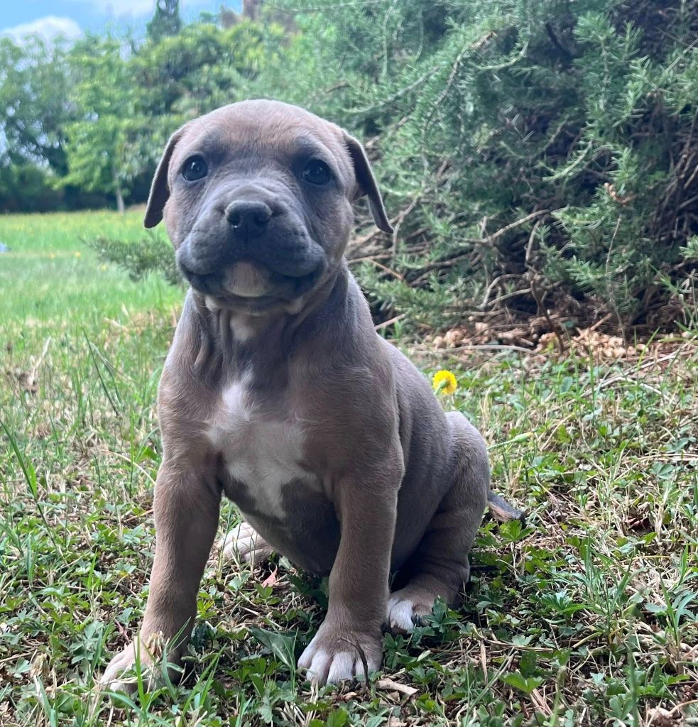 de la Taverne d'Ox - Chiots disponibles - American Staffordshire Terrier