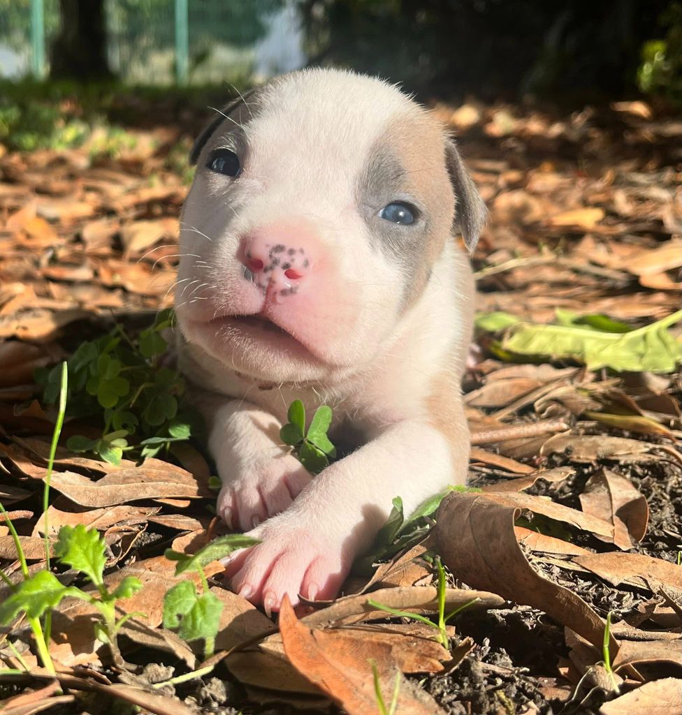 de la Taverne d'Ox - Chiots disponibles - American Staffordshire Terrier