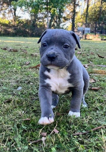 de la Taverne d'Ox - Chiots disponibles - American Staffordshire Terrier