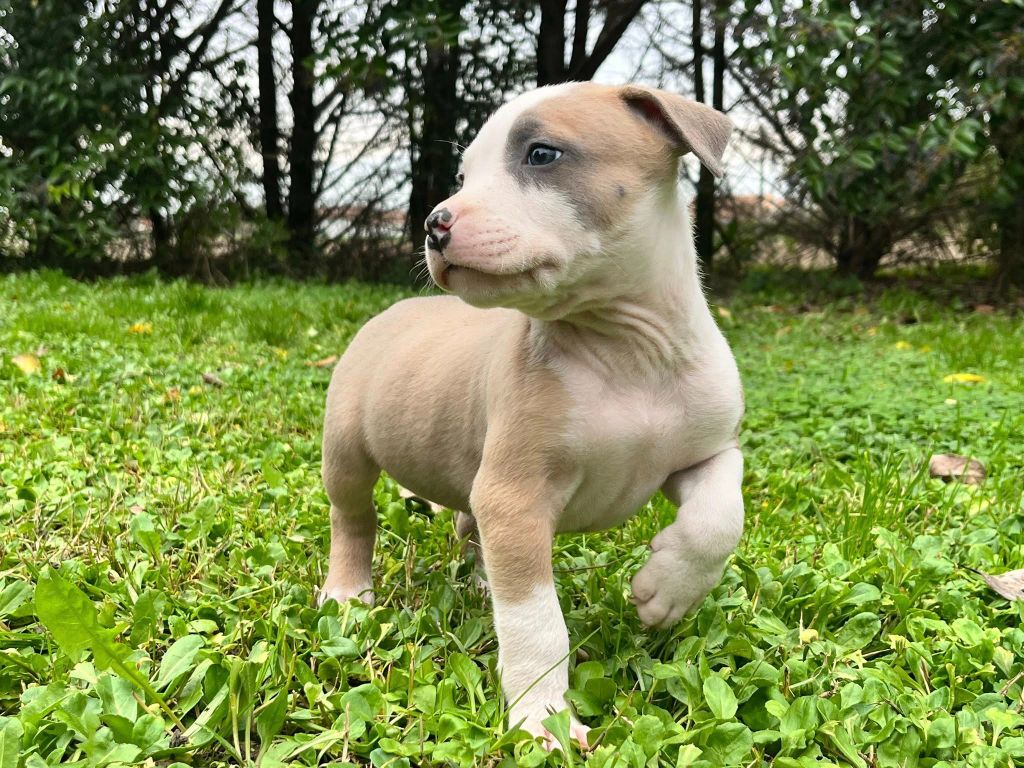 de la Taverne d'Ox - Chiots disponibles - American Staffordshire Terrier