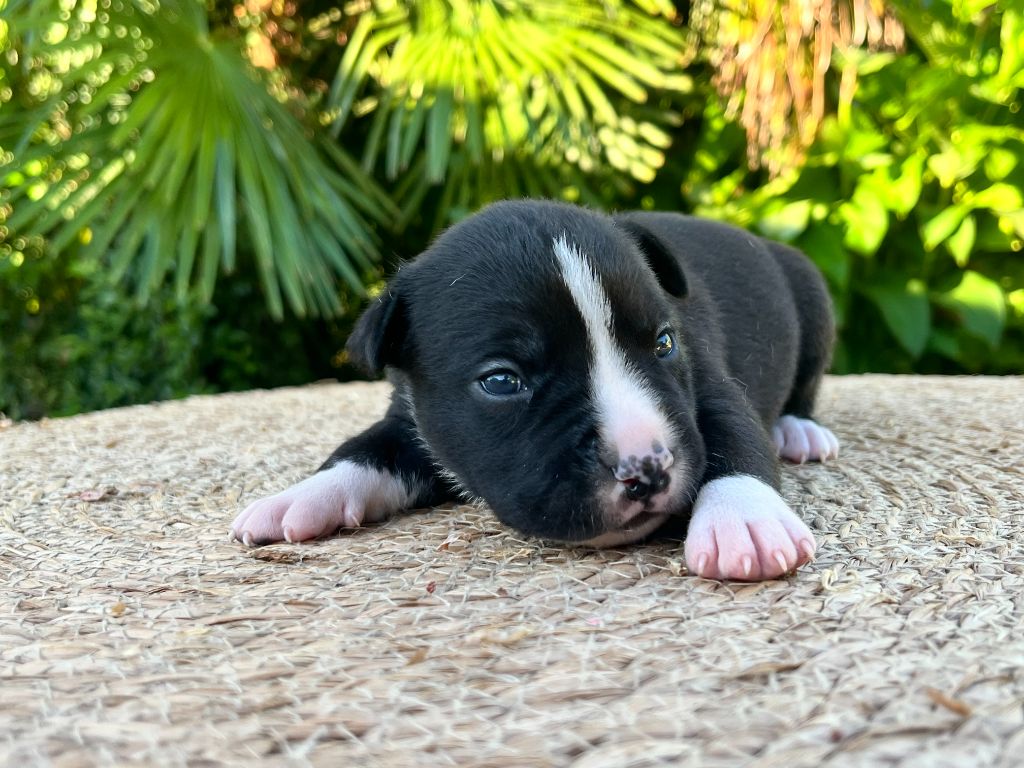 de la Taverne d'Ox - Chiots disponibles - American Staffordshire Terrier