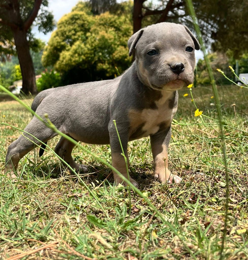 de la Taverne d'Ox - Chiots disponibles - American Staffordshire Terrier