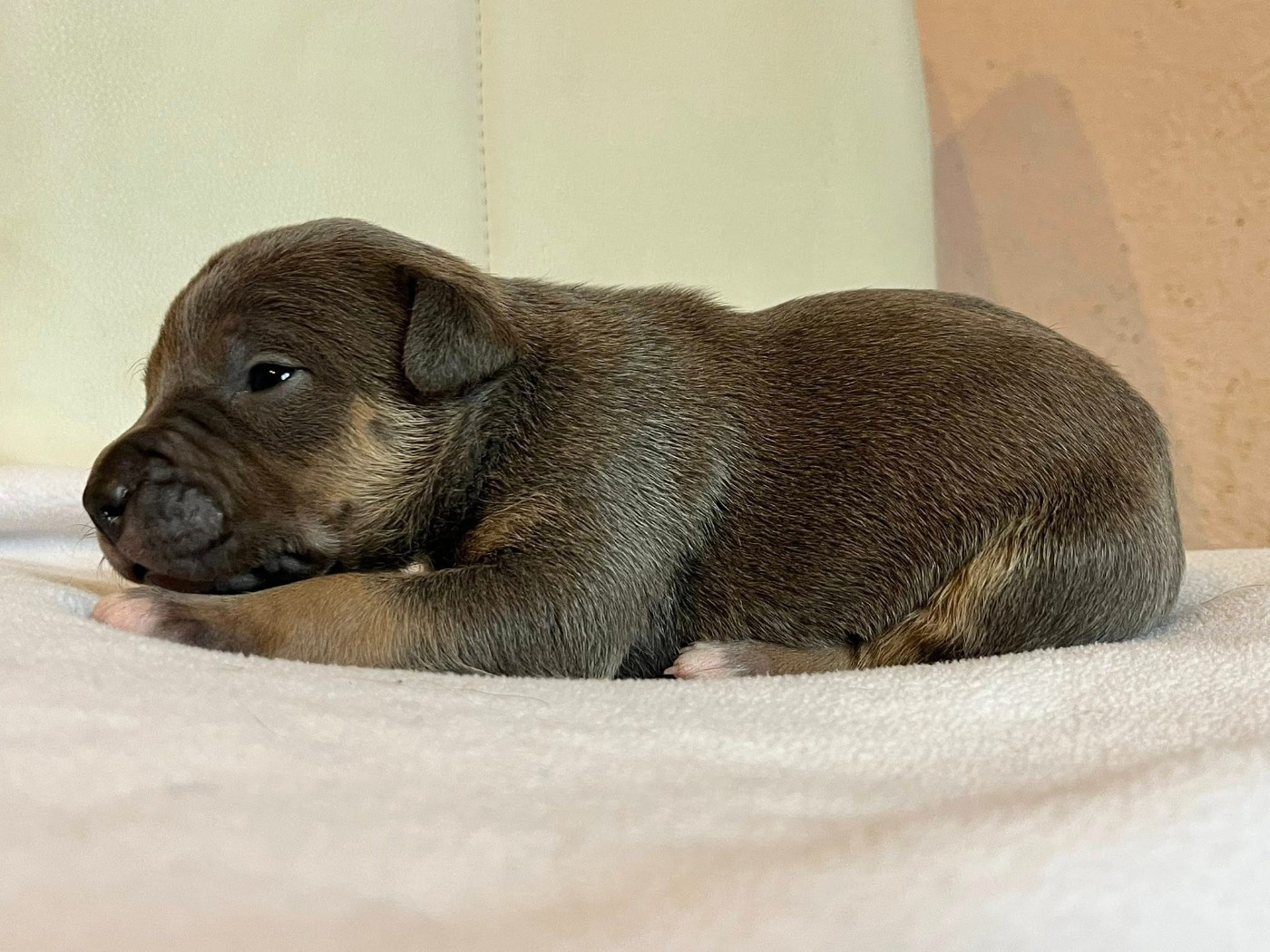 de la Taverne d'Ox - Chiots disponibles - American Staffordshire Terrier