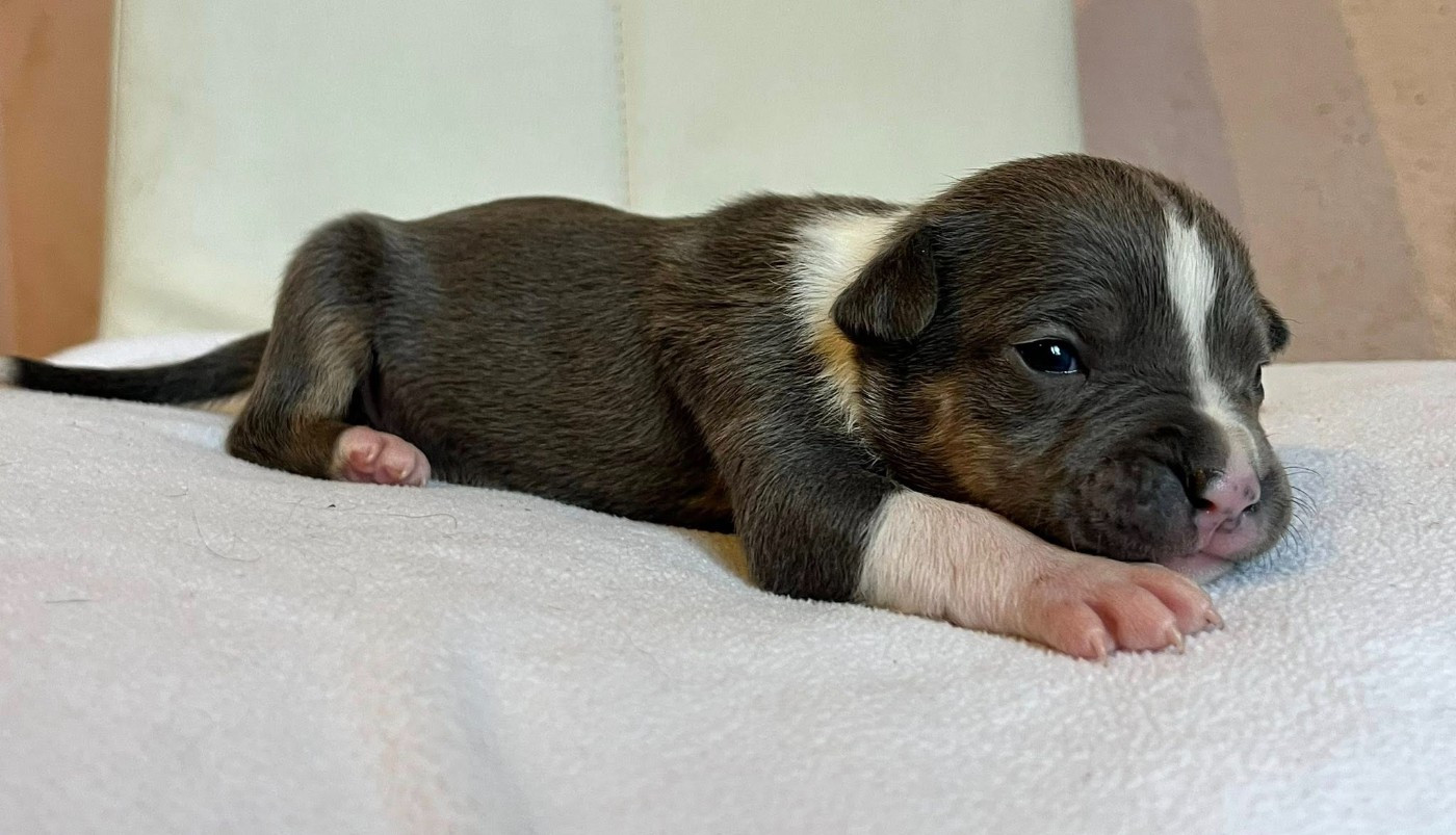 de la Taverne d'Ox - Chiots disponibles - American Staffordshire Terrier