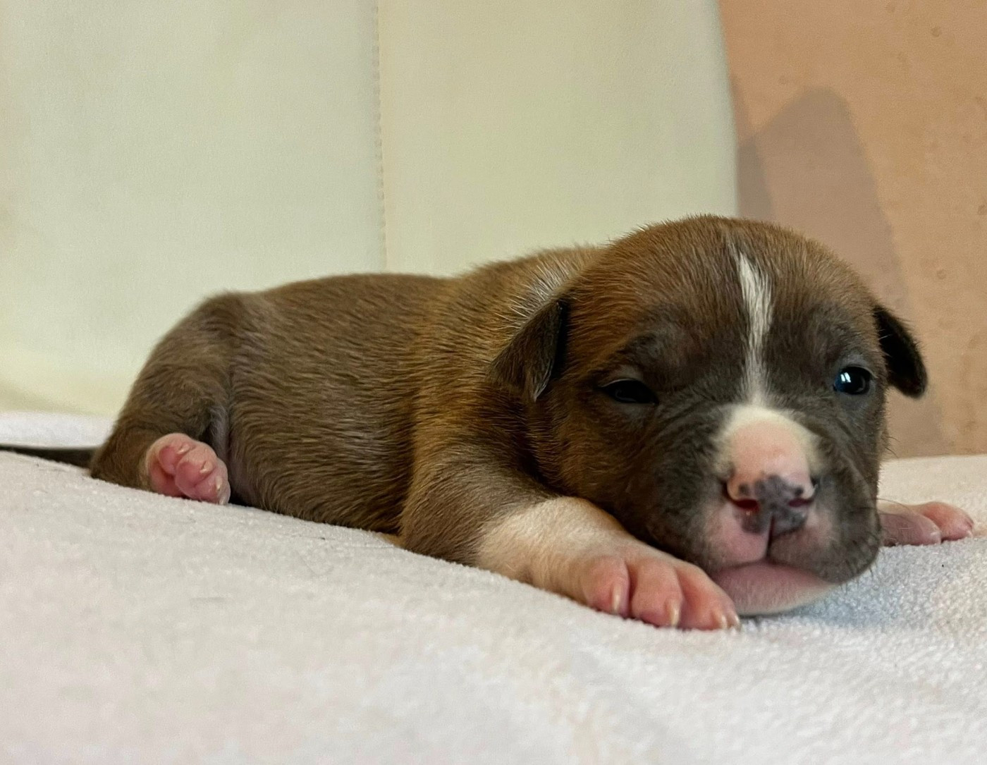 de la Taverne d'Ox - Chiots disponibles - American Staffordshire Terrier