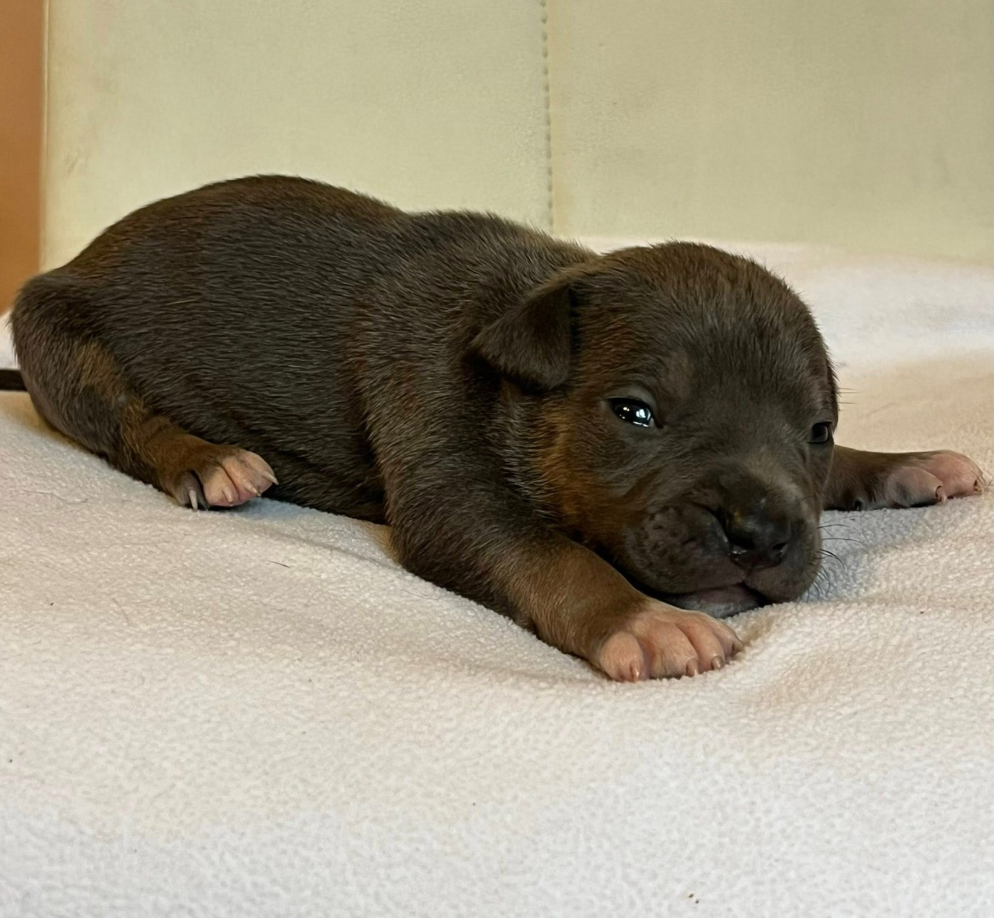 de la Taverne d'Ox - Chiots disponibles - American Staffordshire Terrier