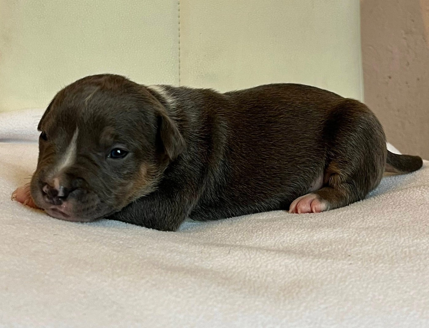 de la Taverne d'Ox - Chiots disponibles - American Staffordshire Terrier