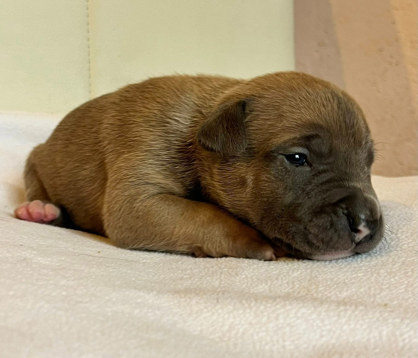 de la Taverne d'Ox - Chiots disponibles - American Staffordshire Terrier