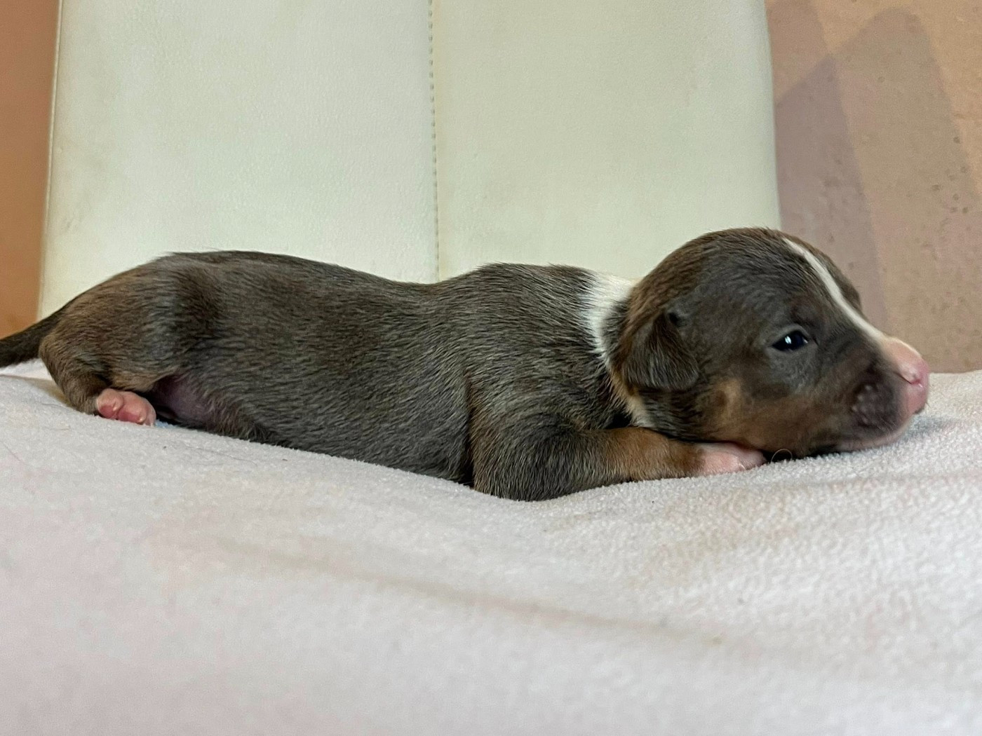 de la Taverne d'Ox - Chiots disponibles - American Staffordshire Terrier