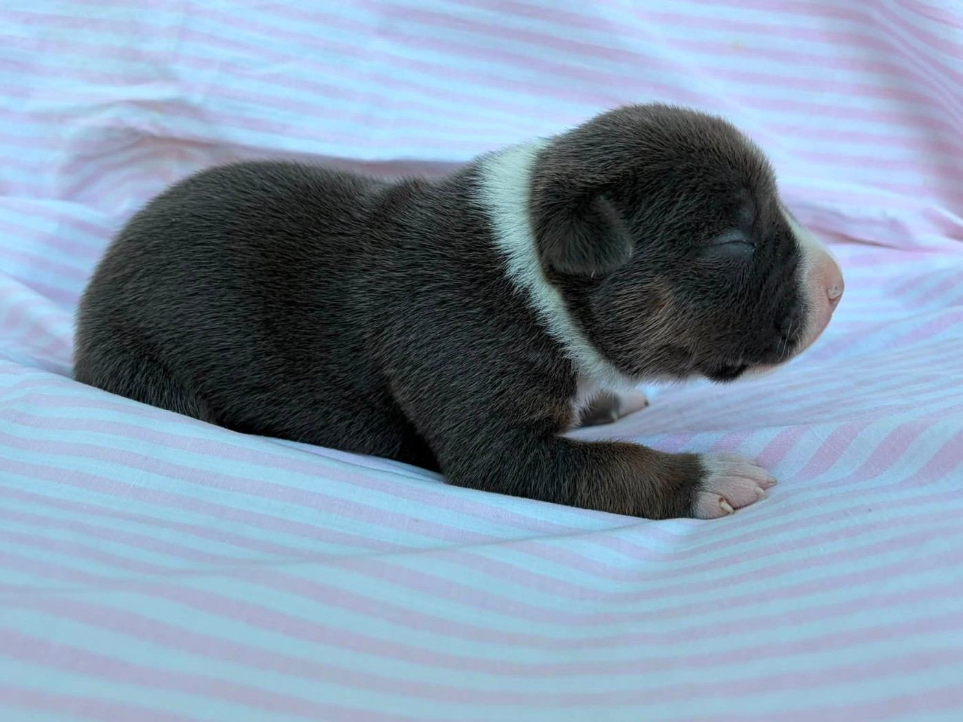 de la Taverne d'Ox - Chiots disponibles - American Staffordshire Terrier