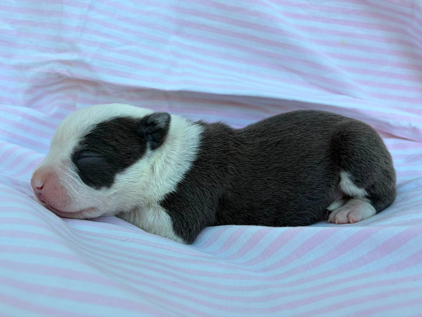 de la Taverne d'Ox - Chiots disponibles - American Staffordshire Terrier