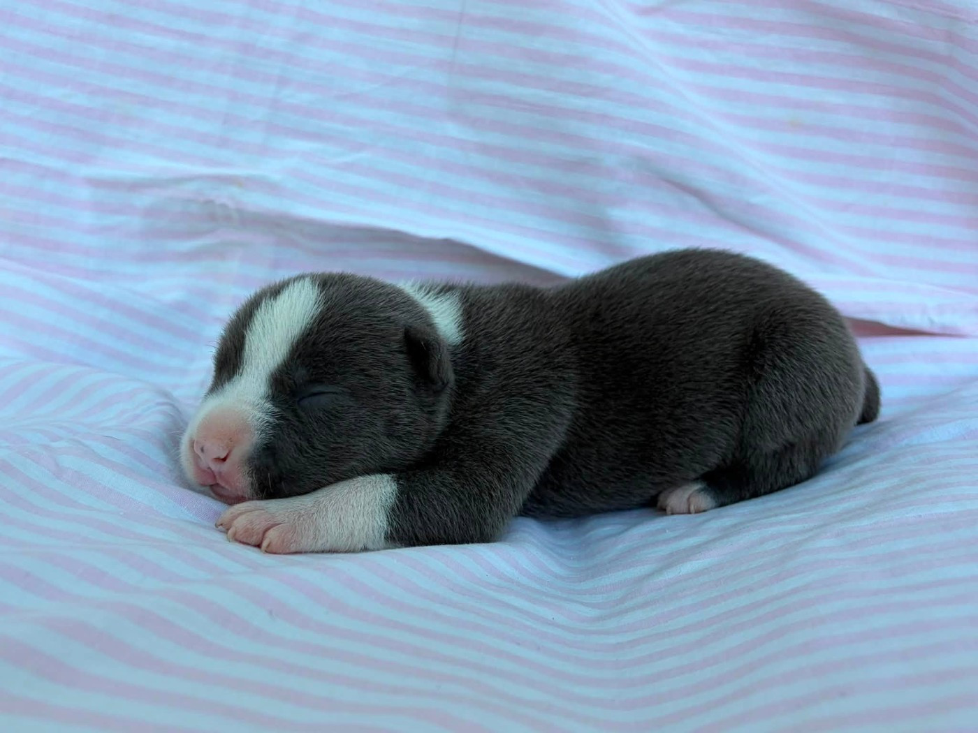 de la Taverne d'Ox - Chiots disponibles - American Staffordshire Terrier