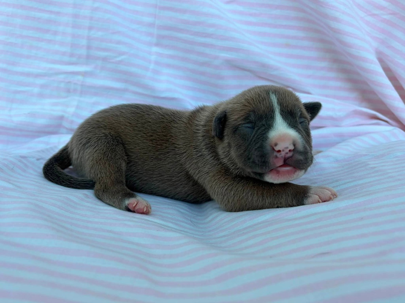 de la Taverne d'Ox - Chiots disponibles - American Staffordshire Terrier