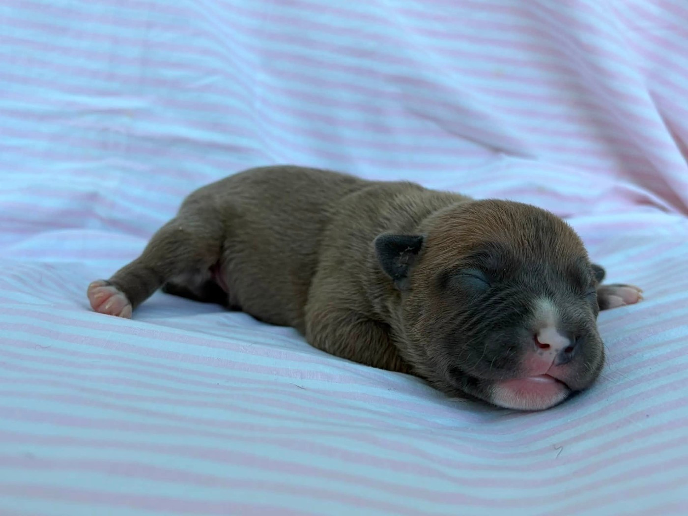 de la Taverne d'Ox - Chiots disponibles - American Staffordshire Terrier