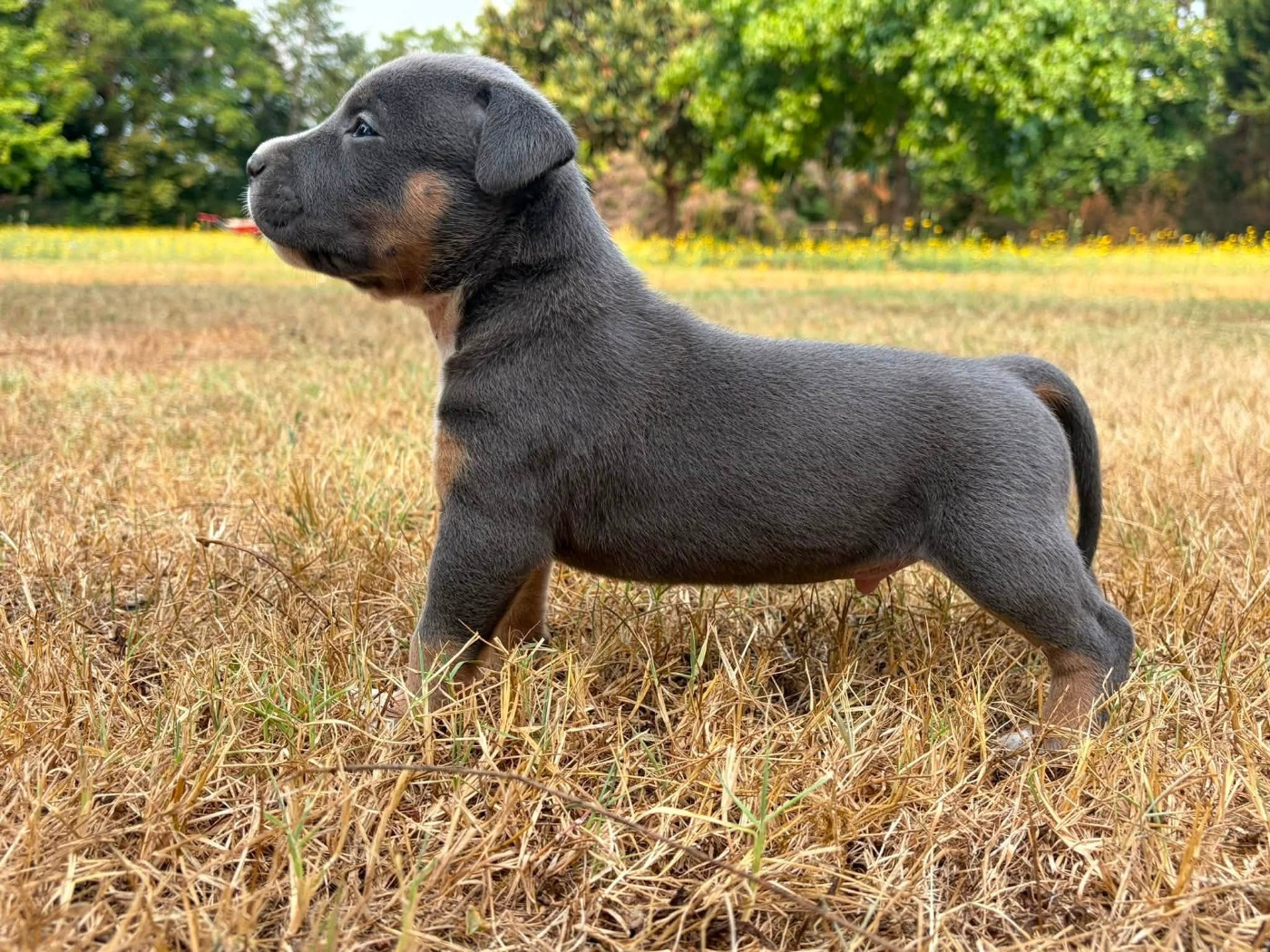 de la Taverne d'Ox - Chiots disponibles - American Staffordshire Terrier