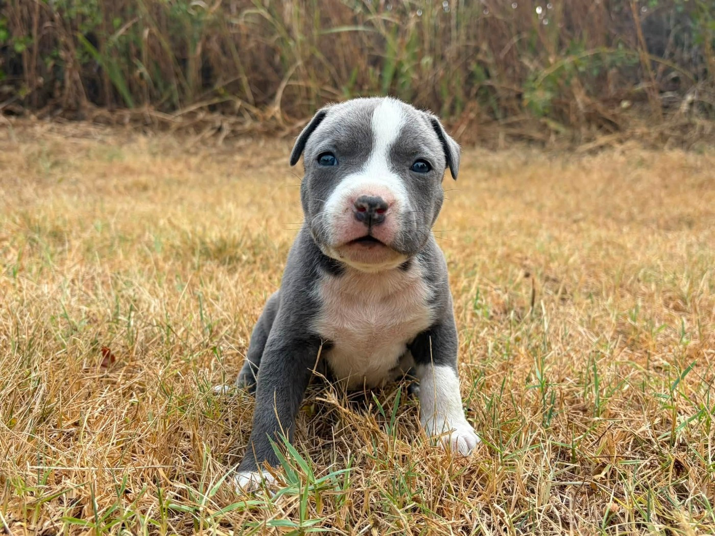 de la Taverne d'Ox - Chiots disponibles - American Staffordshire Terrier