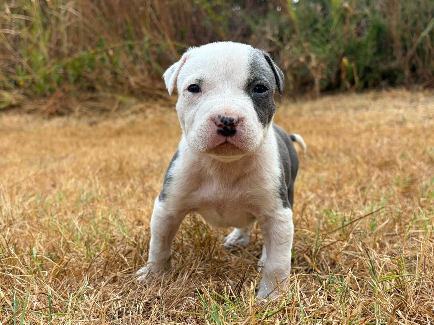 de la Taverne d'Ox - Chiots disponibles - American Staffordshire Terrier