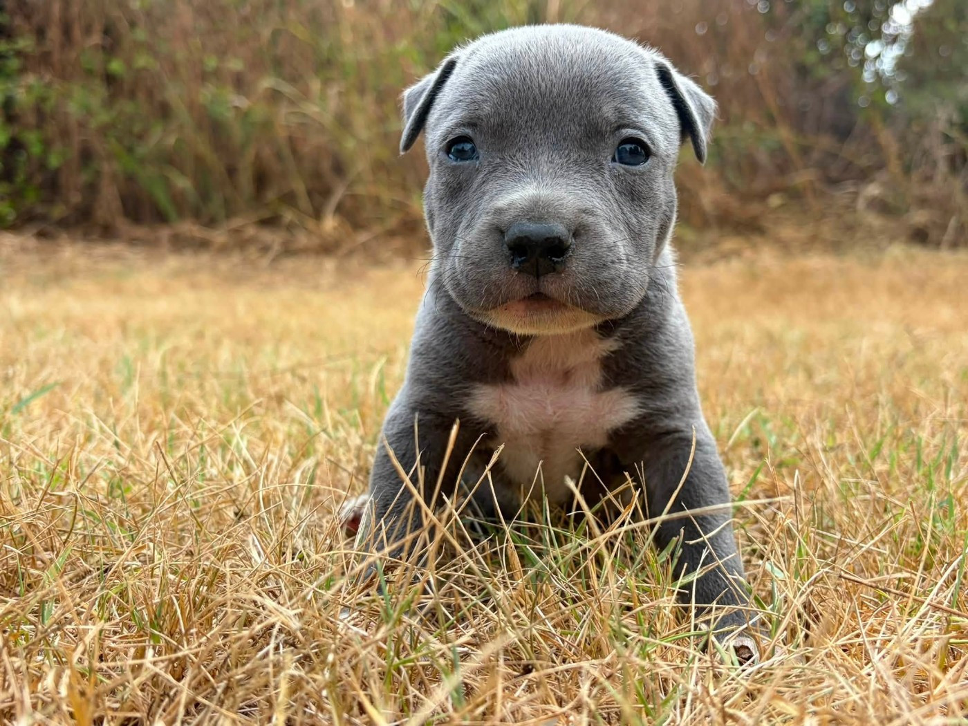 de la Taverne d'Ox - Chiots disponibles - American Staffordshire Terrier
