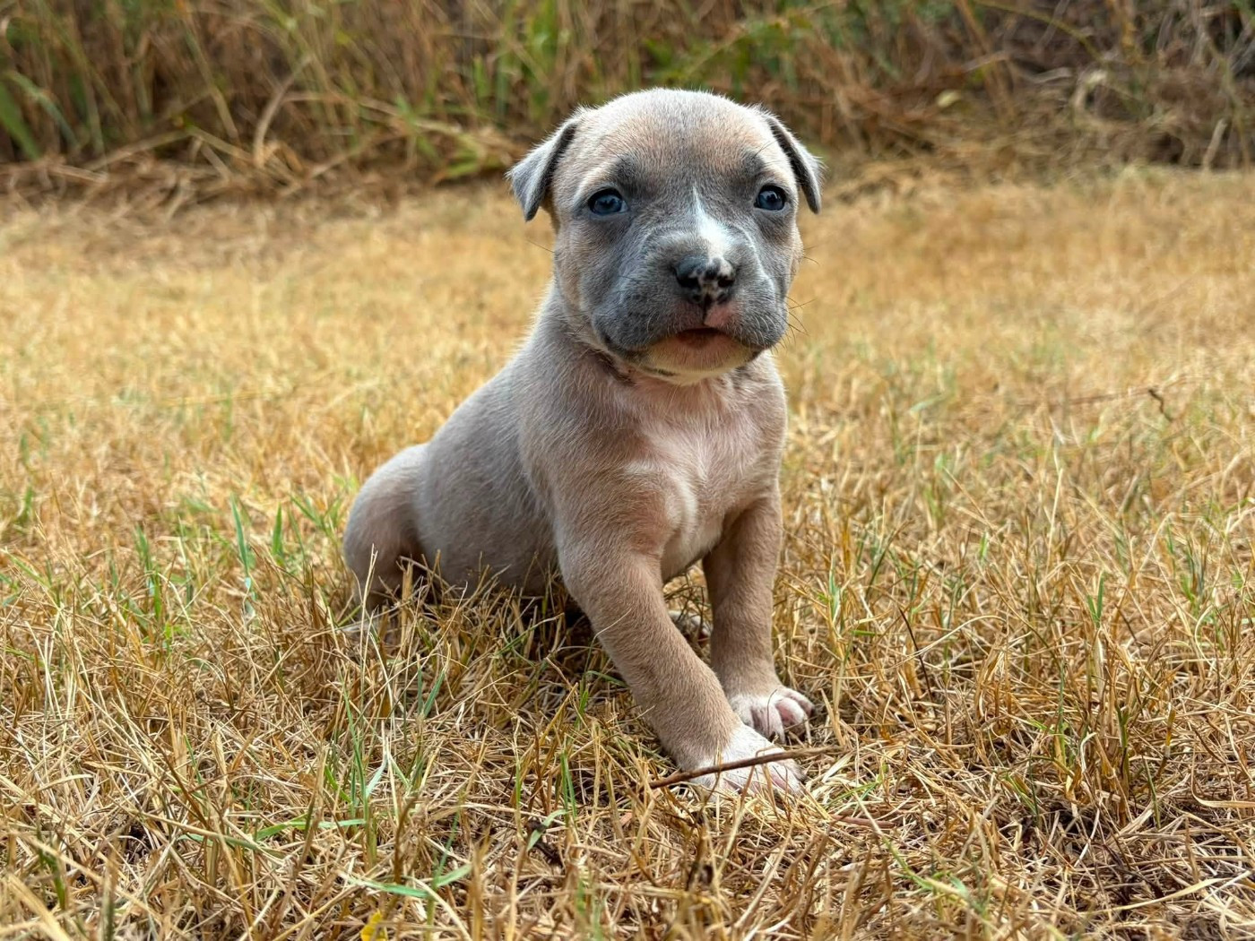 de la Taverne d'Ox - Chiots disponibles - American Staffordshire Terrier