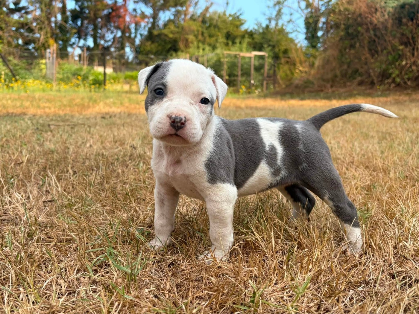 de la Taverne d'Ox - Chiots disponibles - American Staffordshire Terrier