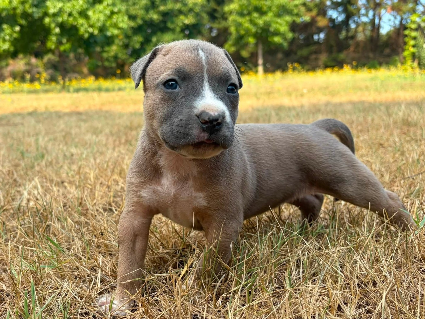 de la Taverne d'Ox - Chiots disponibles - American Staffordshire Terrier