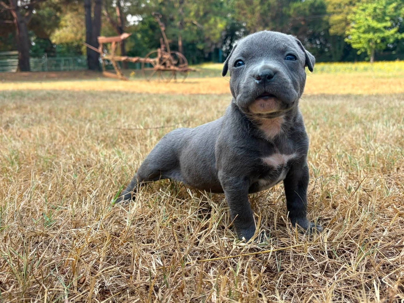 de la Taverne d'Ox - Chiots disponibles - American Staffordshire Terrier