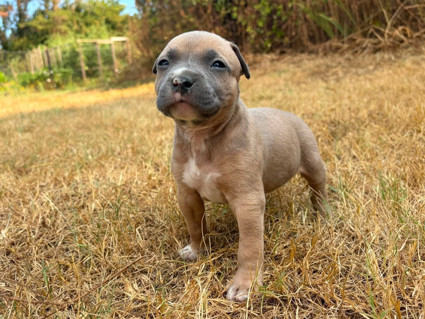 de la Taverne d'Ox - Chiots disponibles - American Staffordshire Terrier